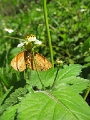 NYMPHALIDAE, Tegosa similis